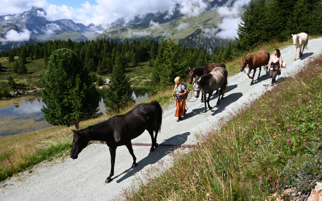 Seelenwanderung mit der Pferdeherde