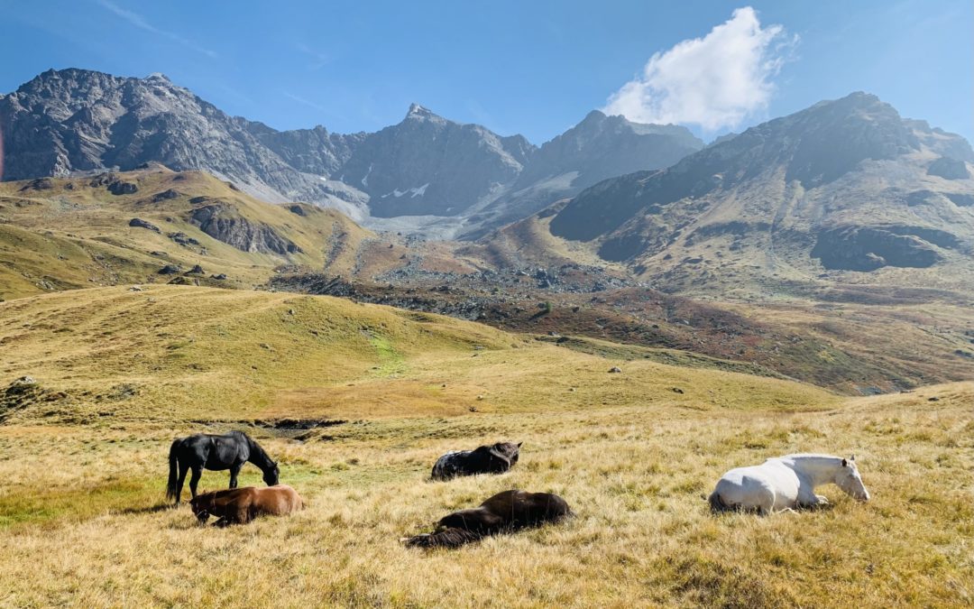 Terra Materna – Nährtag in der Pferdeherde