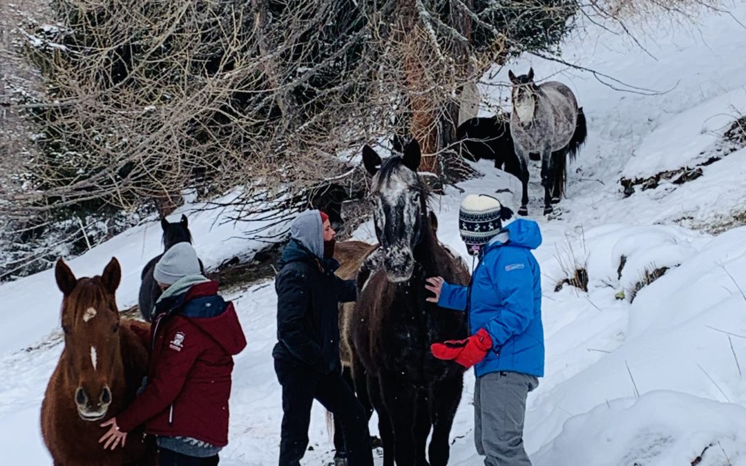 Let a connection happen- in the middle of the horse herd – Nurture Day